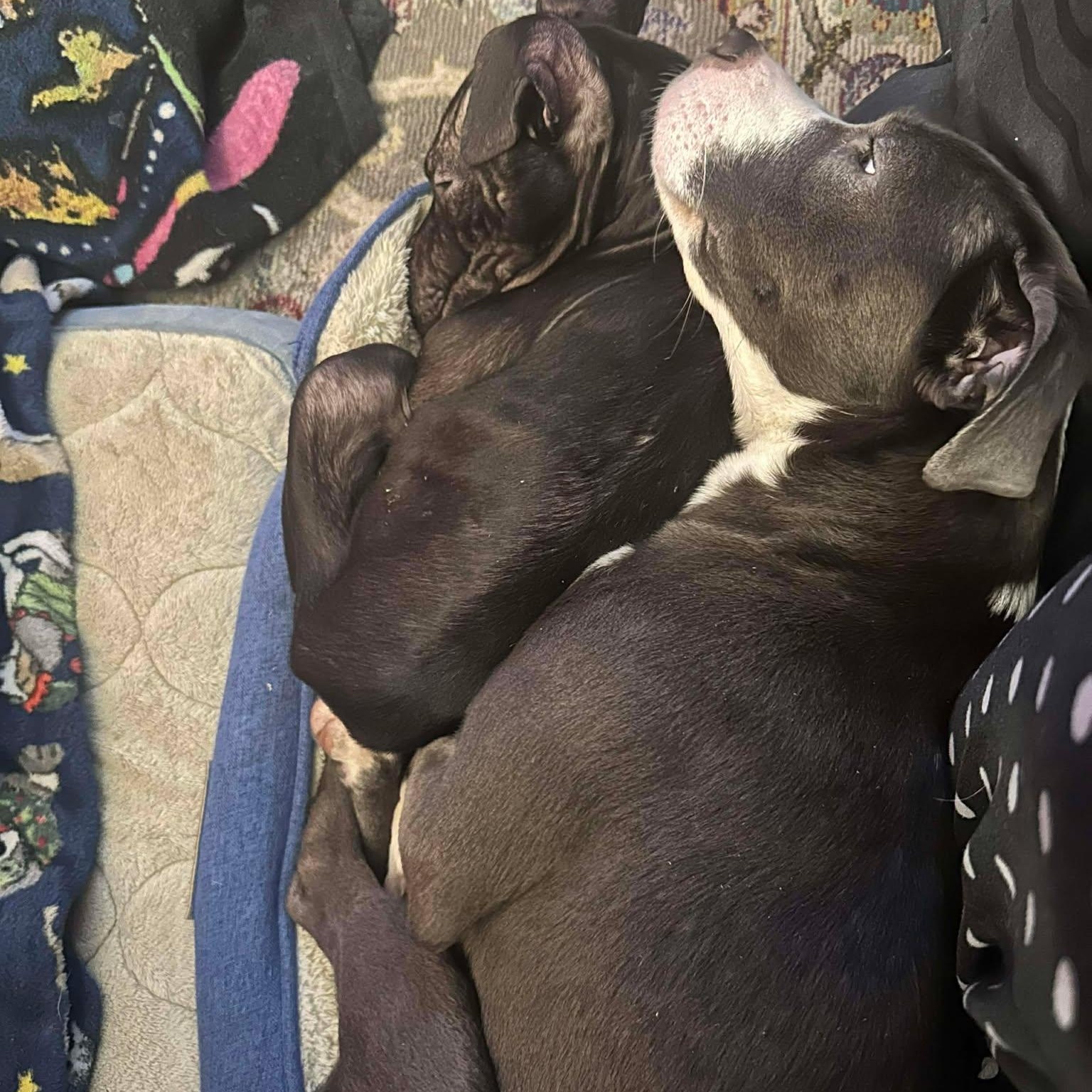 Tai, a ADOPTABLE mixed breed in Pleasant Ridge, MI image 4/4