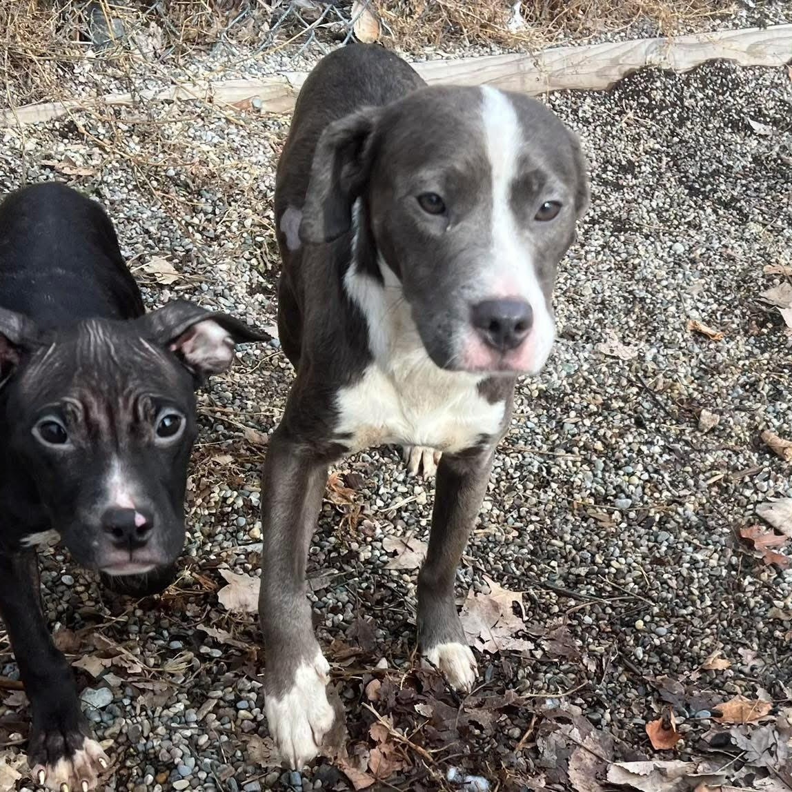 Tai, a ADOPTABLE mixed breed in Pleasant Ridge, MI image 3/4
