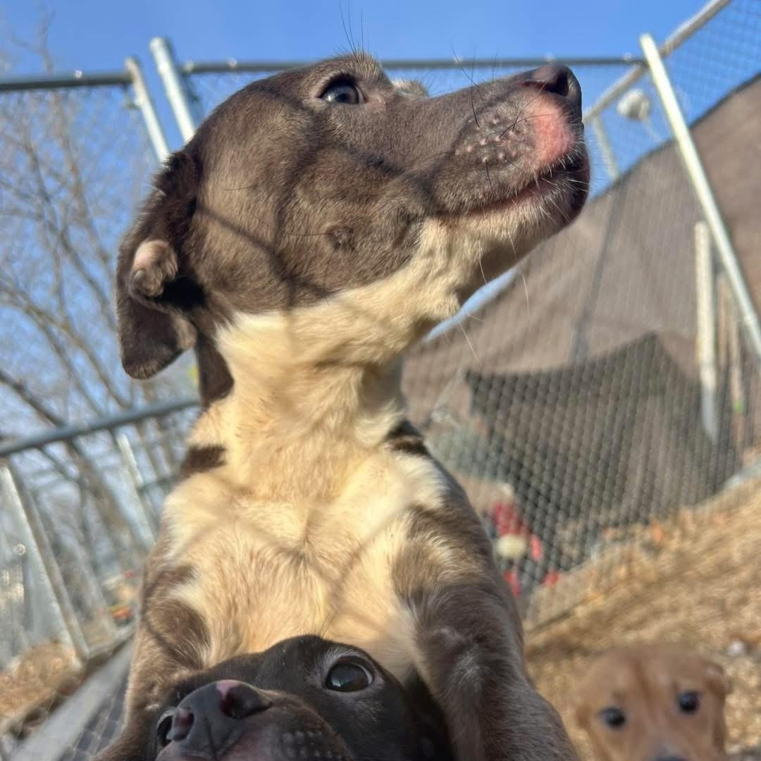 Tai, a ADOPTABLE mixed breed in Pleasant Ridge, MI image 2/4