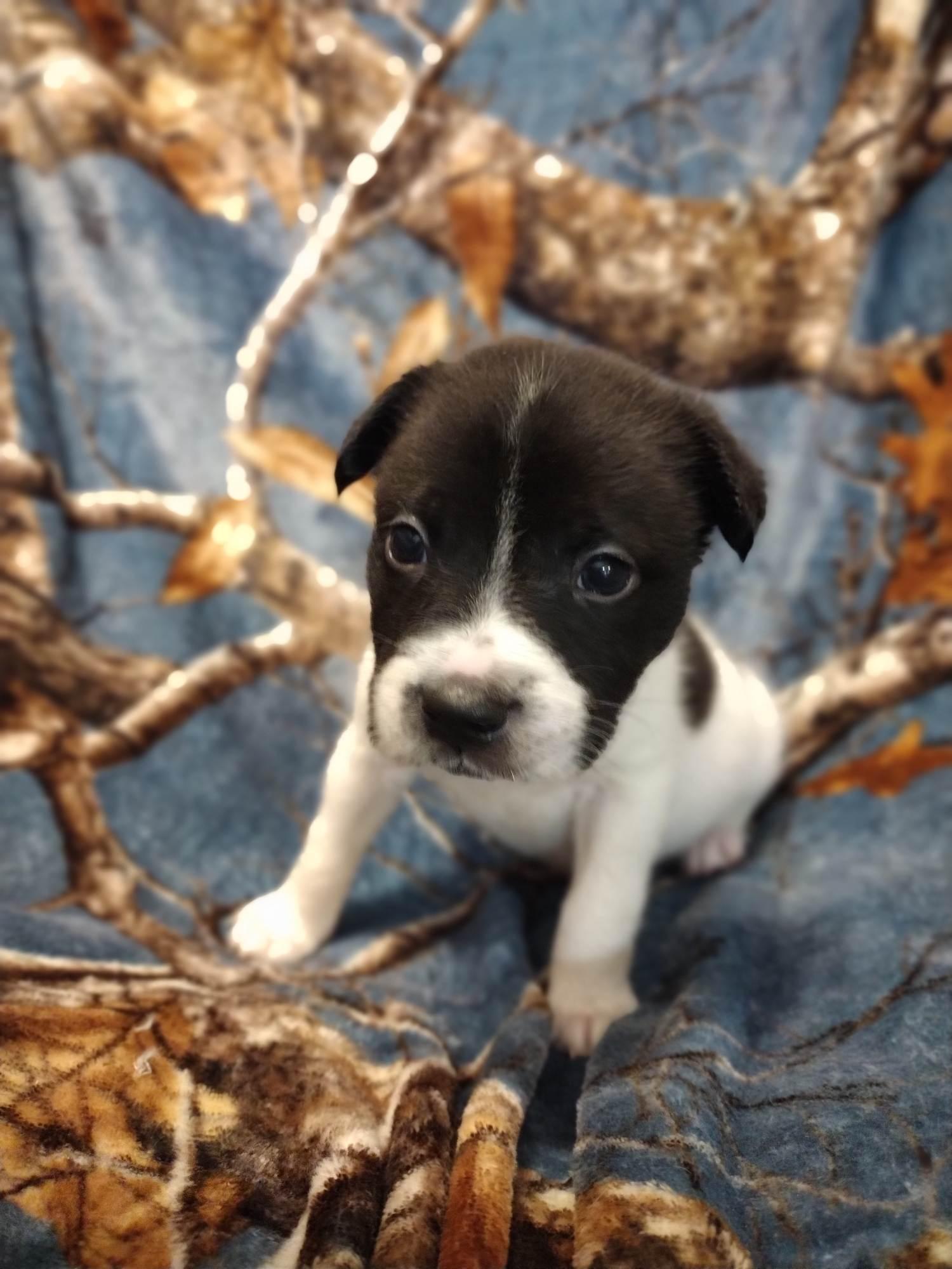 Enlarge Binx, a Adoptable mixed breed in Walker, LA image 2/3
