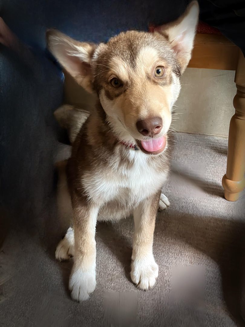 Rhea, Adopted, Puppy Female Husky & Alaskan Malamute.