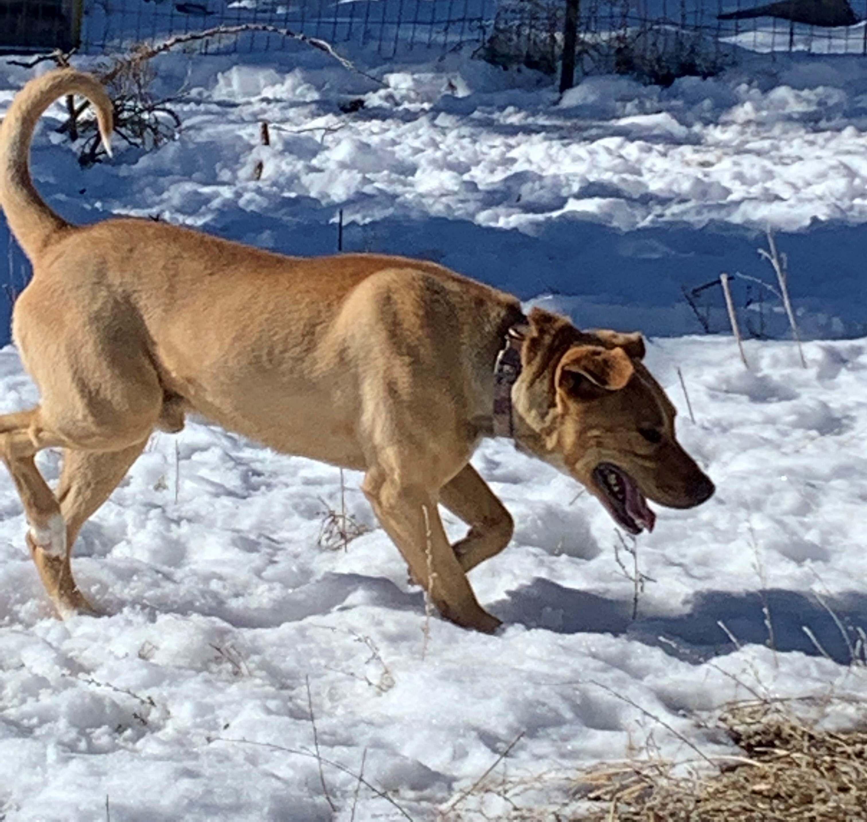 Jupiter, a Adoptable mixed breed in Boulder, CO image 4/4