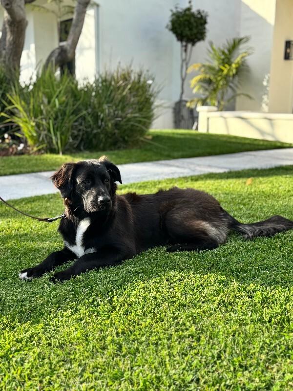 Enlarge Benjamin, a Adoptable mixed breed in Valley Village, CA image 2/4