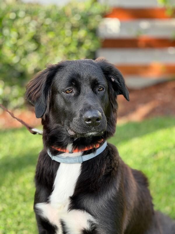 Enlarge Benjamin, a Adoptable mixed breed in Valley Village, CA image 3/4