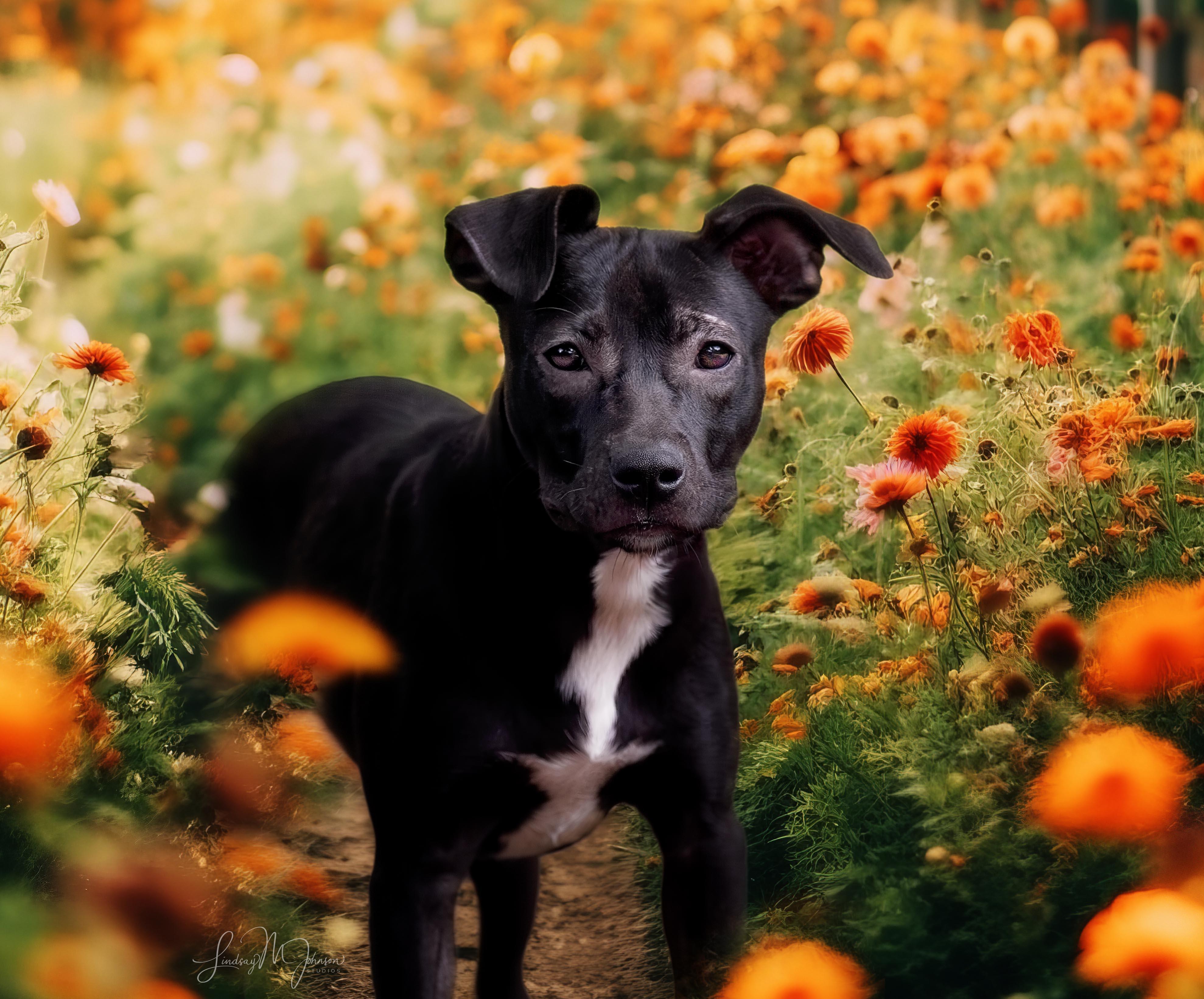 Leilani, Adopted, Young Female Pit Bull Terrier & Boston Terrier.