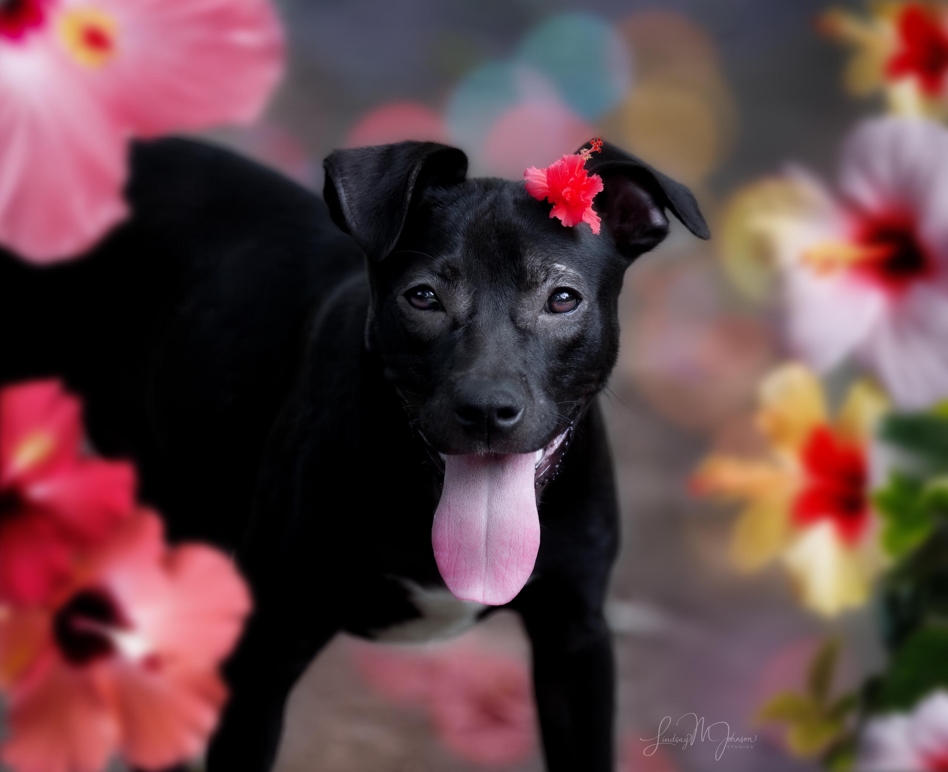 Leilani, a Adopted mixed breed in Pryor, OK image 2/4