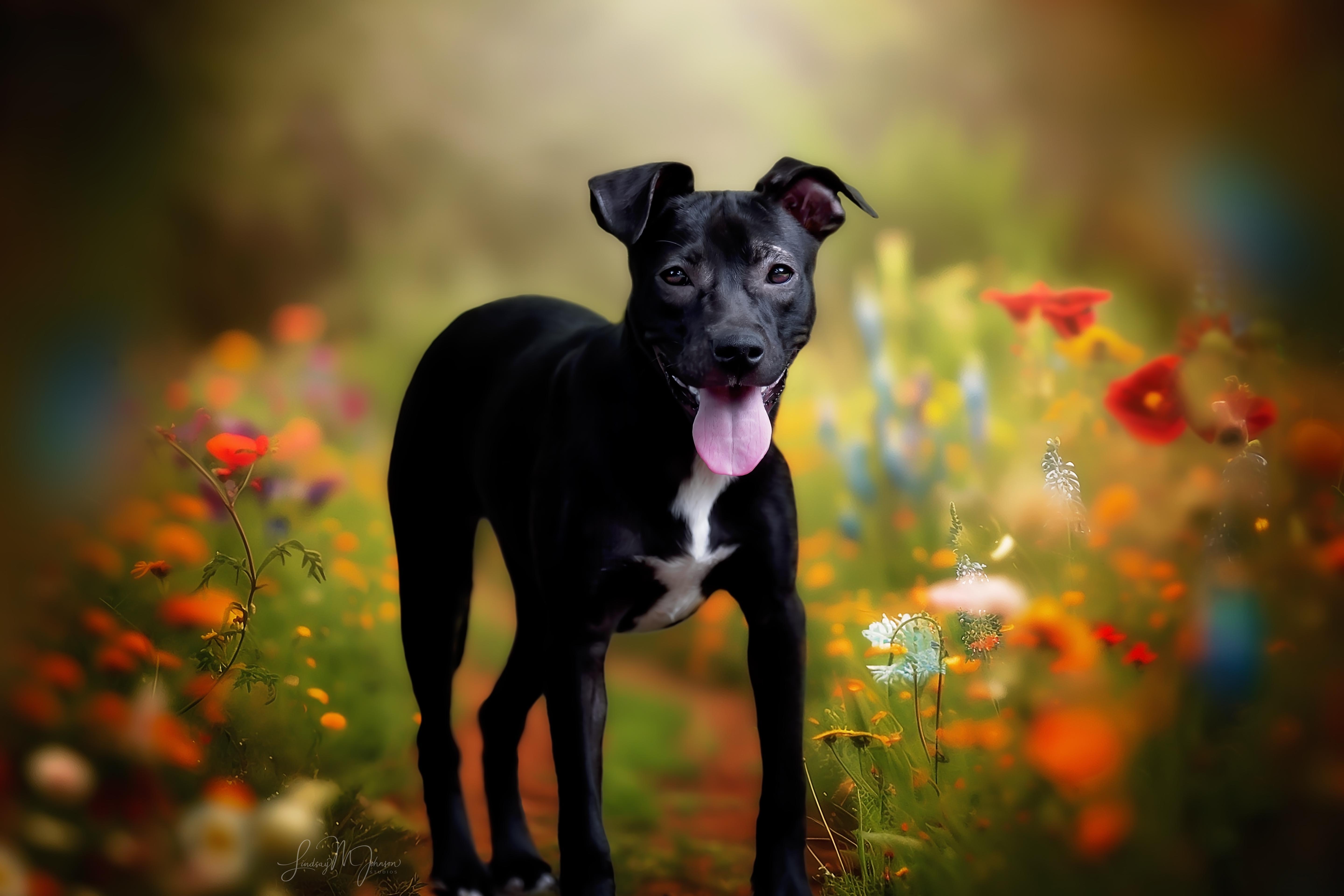 Leilani, a Adopted mixed breed in Pryor, OK image 4/4