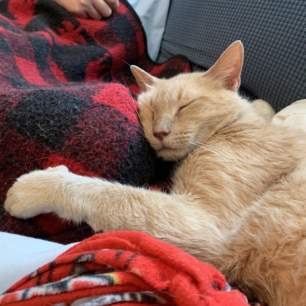 Cheddar, Adoptable, Adult Male Domestic Short Hair.