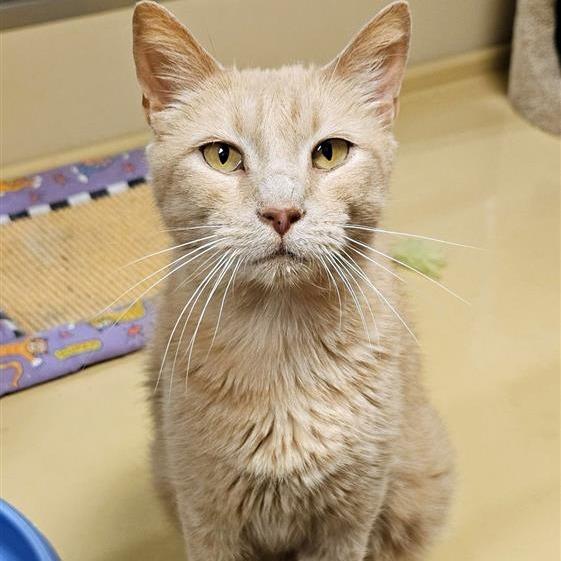 Cheddar — thumbnail 2