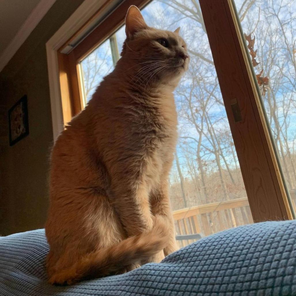 Enlarge Cheddar, a Adoptable Domestic Short Hair in Fairfax, VA image 2/6
