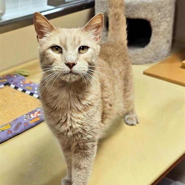 Enlarge Cheddar, a Adoptable Domestic Short Hair in Fairfax, VA image 3/6