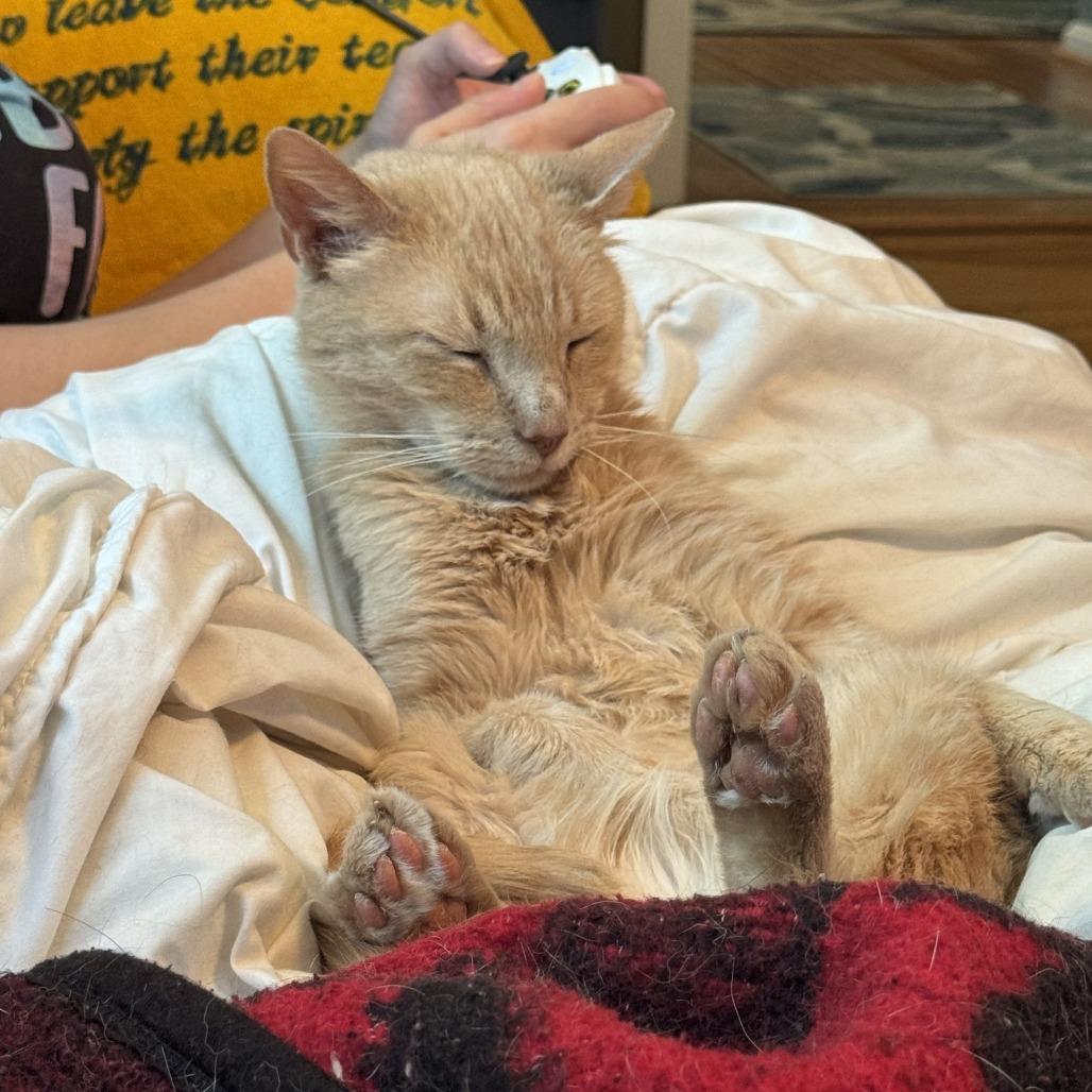 Cheddar — thumbnail 4