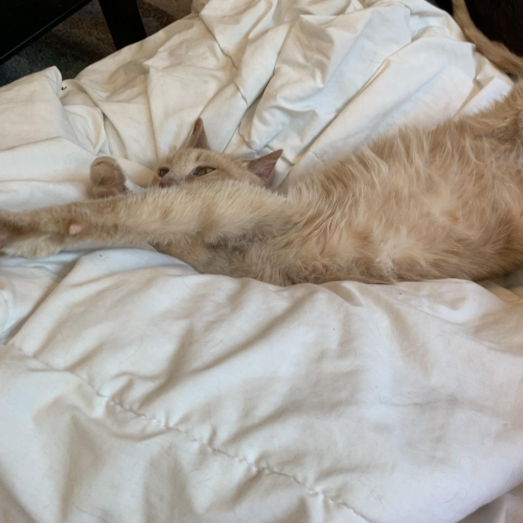 Cheddar — thumbnail 5