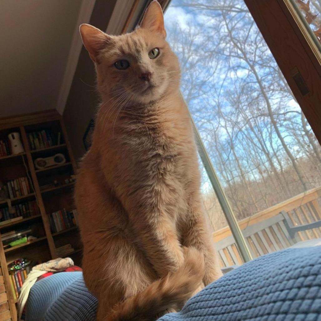 Enlarge Cheddar, a Adoptable Domestic Short Hair in Fairfax, VA image 5/6