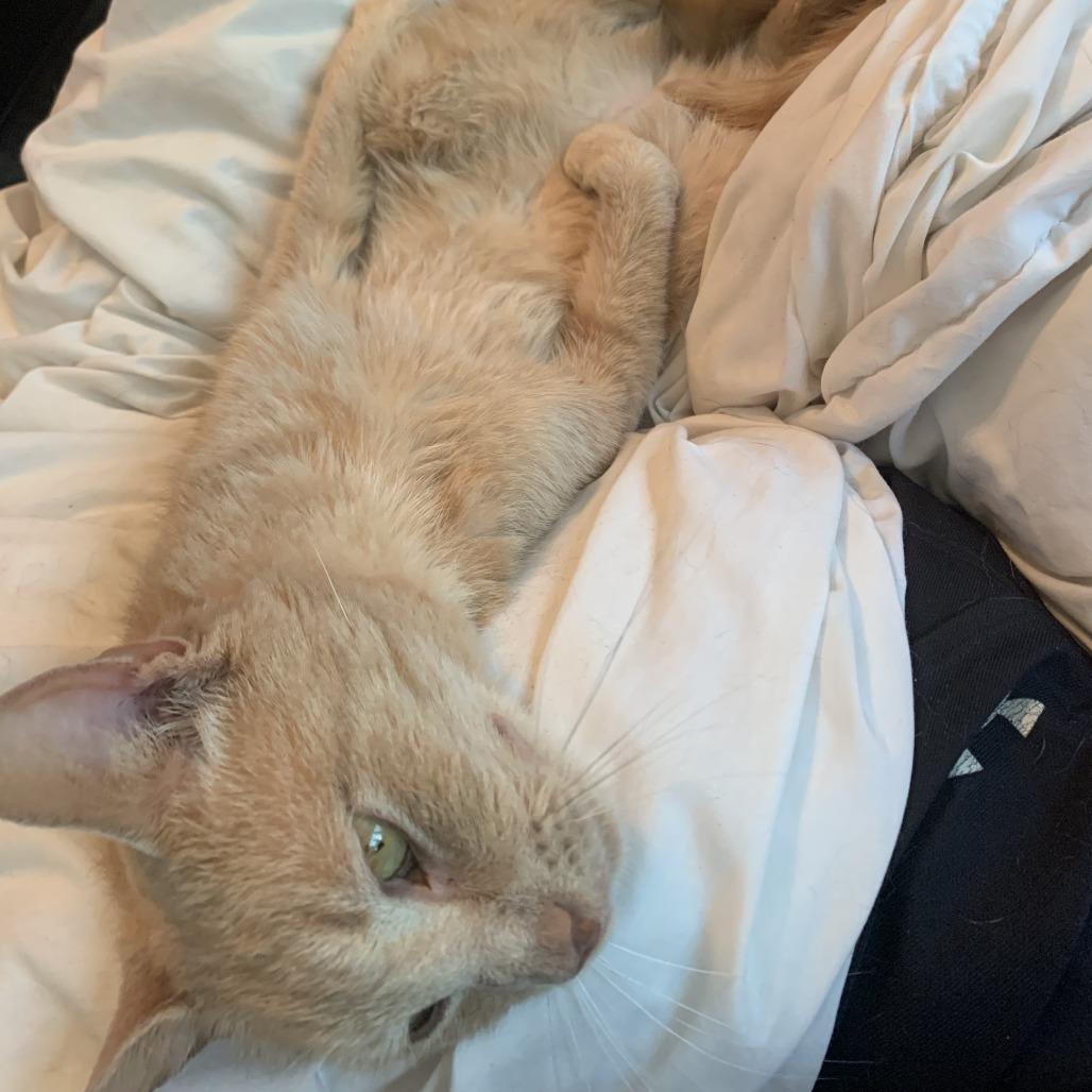 Cheddar — thumbnail 6