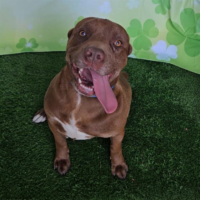 Enlarge TAZ, a Adoptable mixed breed in Wylie, TX image 1/1