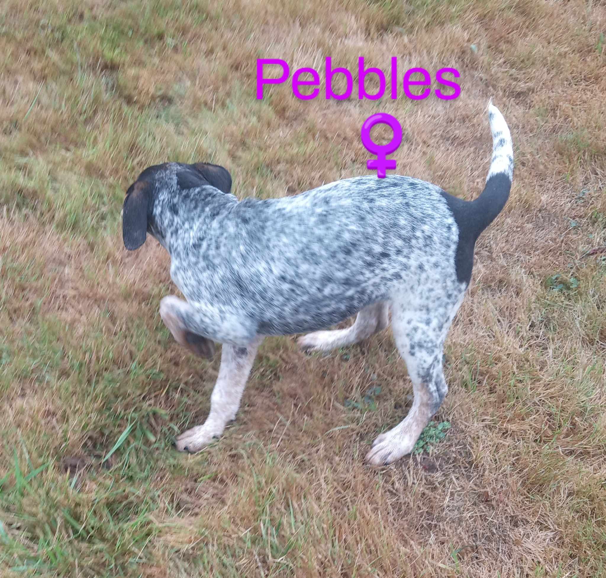 Pebbles, Adoptable, Adult Female English Pointer & Bluetick Coonhound.
