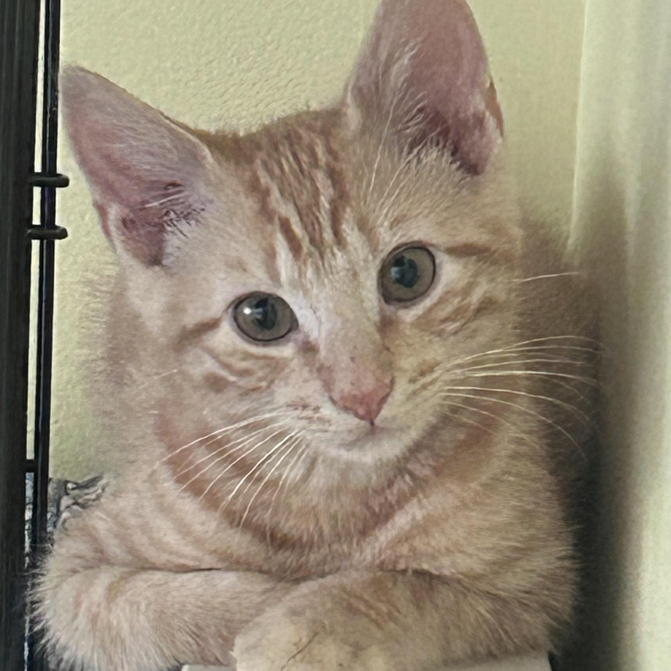 Comet, adopted, Kitten Male Domestic Short Hair.