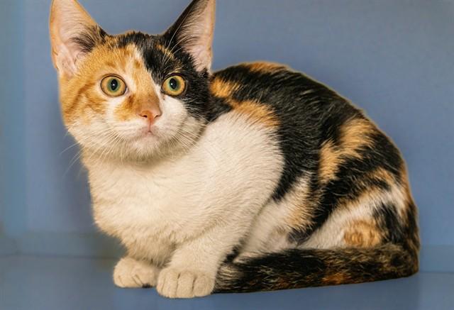 Enlarge GATLINBURG, a Adoptable Domestic Short Hair in Cookeville, TN image 1/1