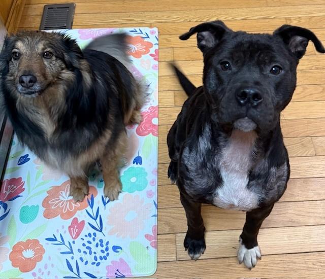 Enlarge Gigi , a ADOPTABLE mixed breed in Westland, MI image 3/5