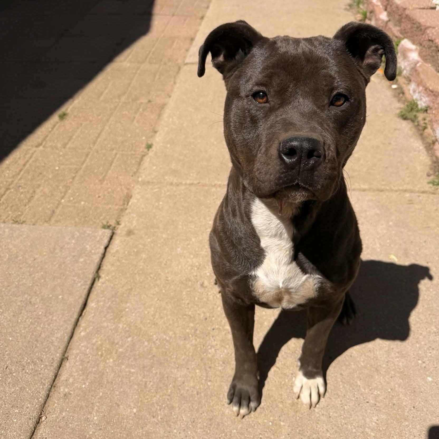 Gigi , an adopted mixed breed in Westland, MI image 6/6
