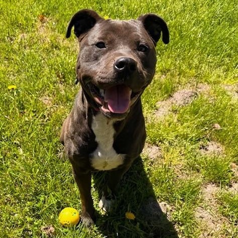 Gigi , an adopted mixed breed in Westland, MI image 3/6