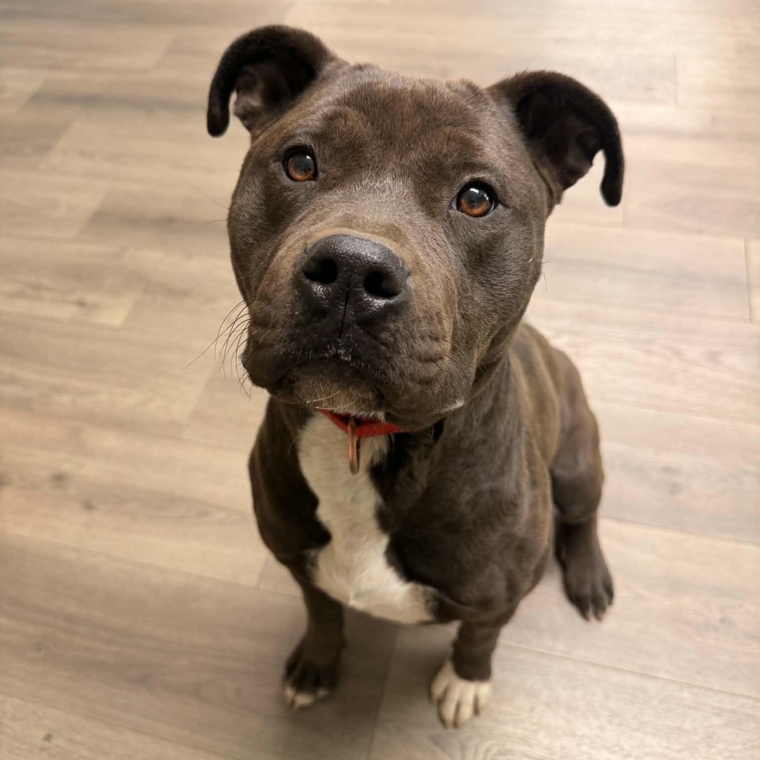 Gigi , an adopted mixed breed in Westland, MI image 2/6