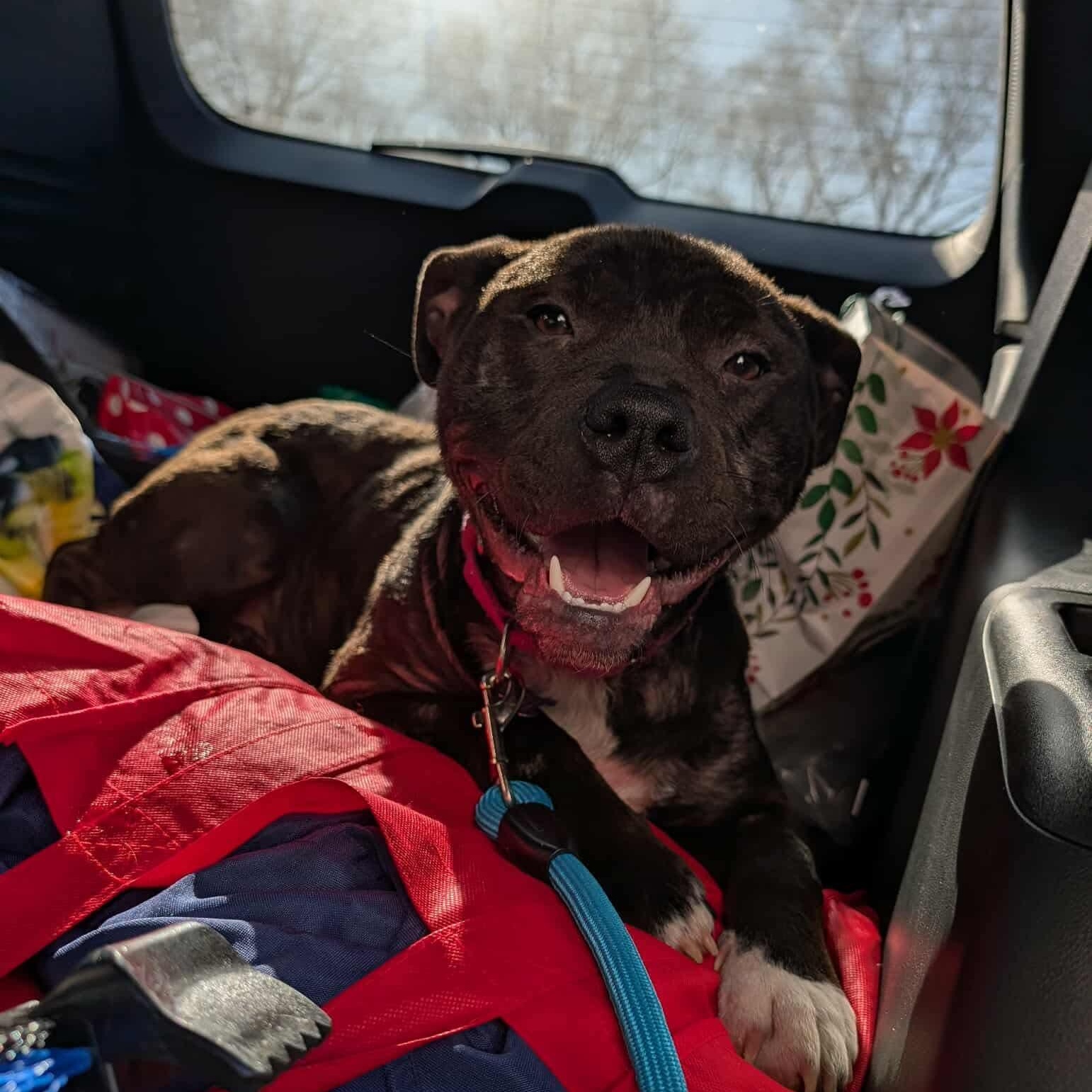 Enlarge Gigi , a ADOPTABLE mixed breed in Westland, MI image 5/5