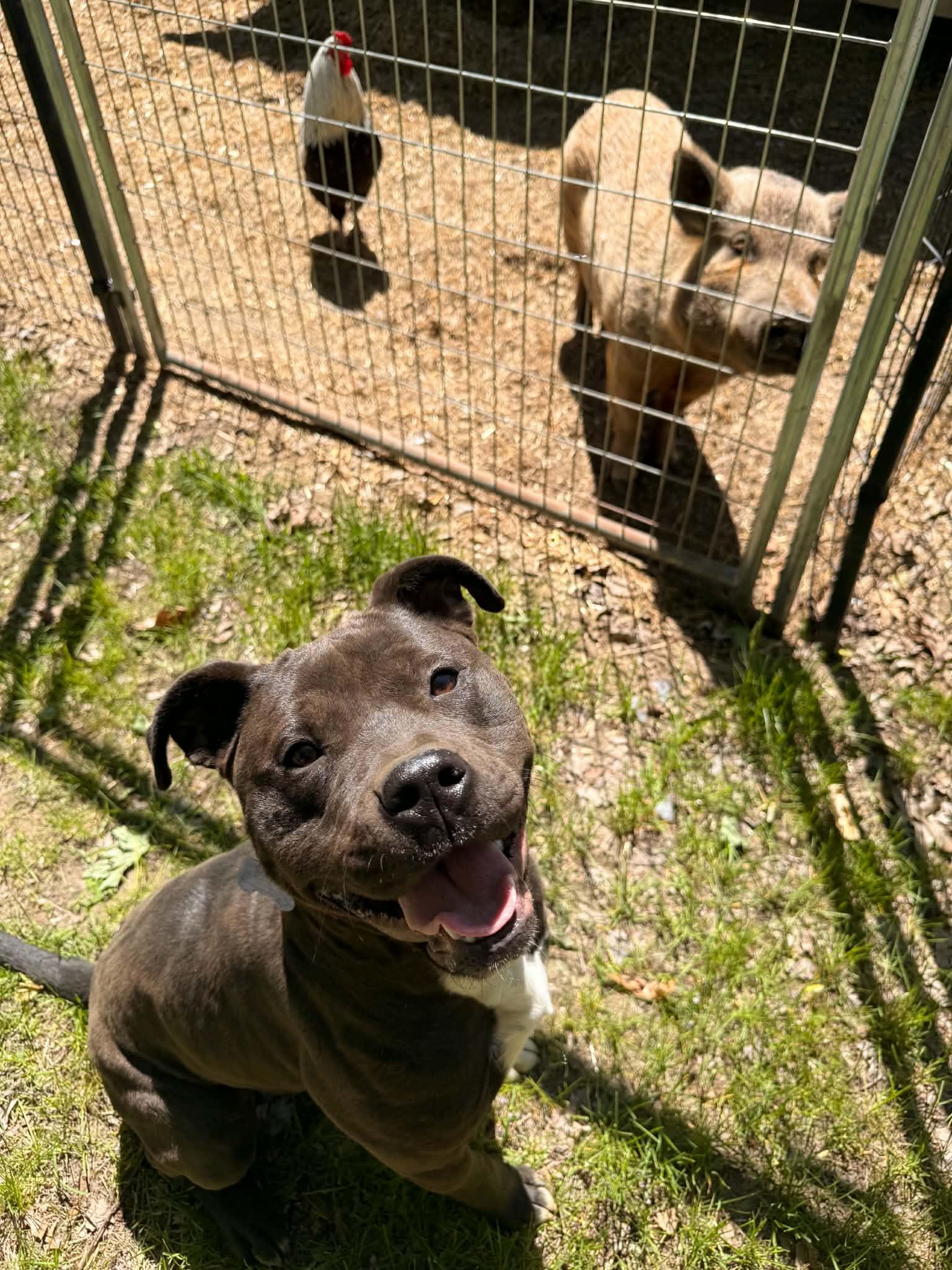 Gigi , adopted, Young Female American Staffordshire Terrier.
