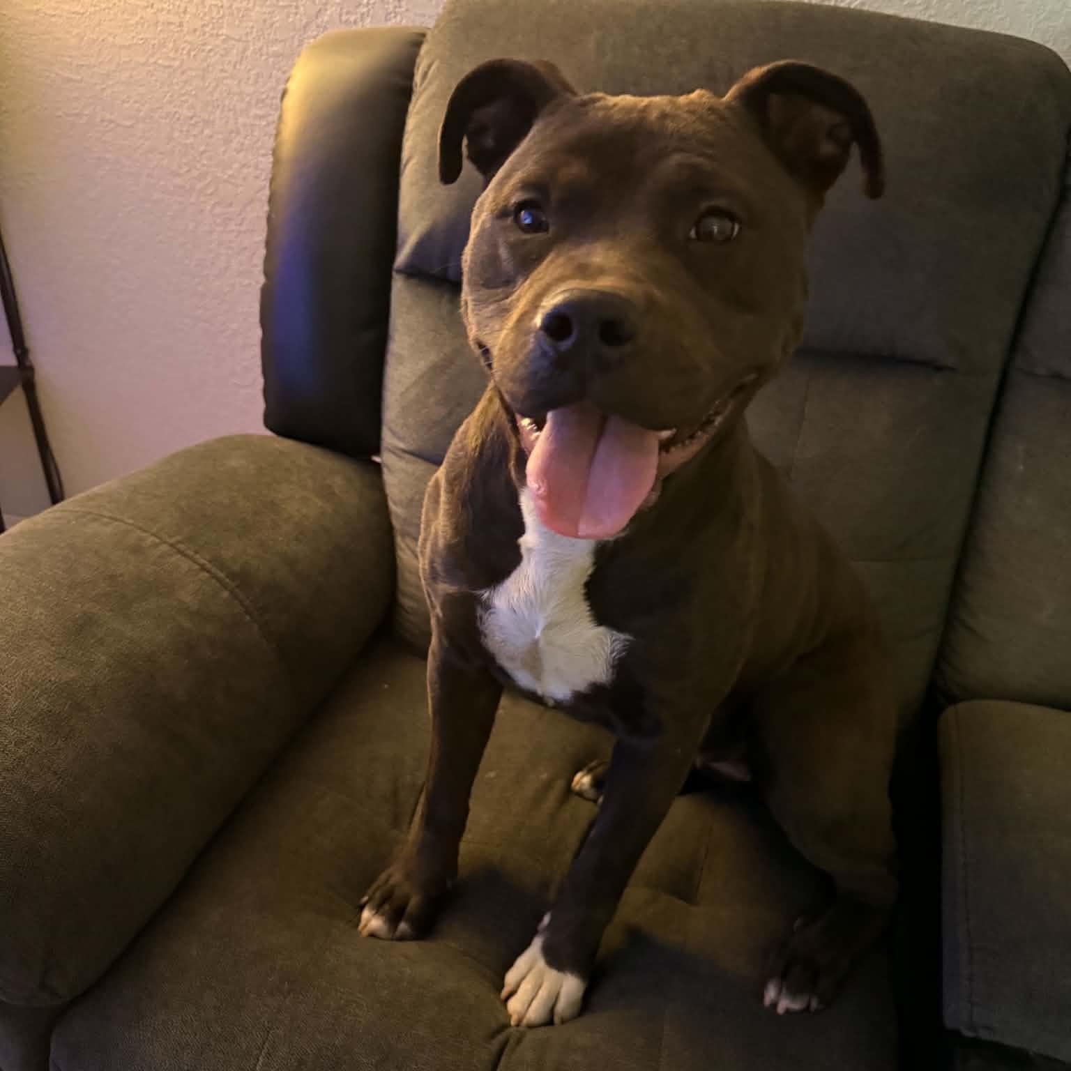 Gigi , an adopted mixed breed in Westland, MI image 5/6