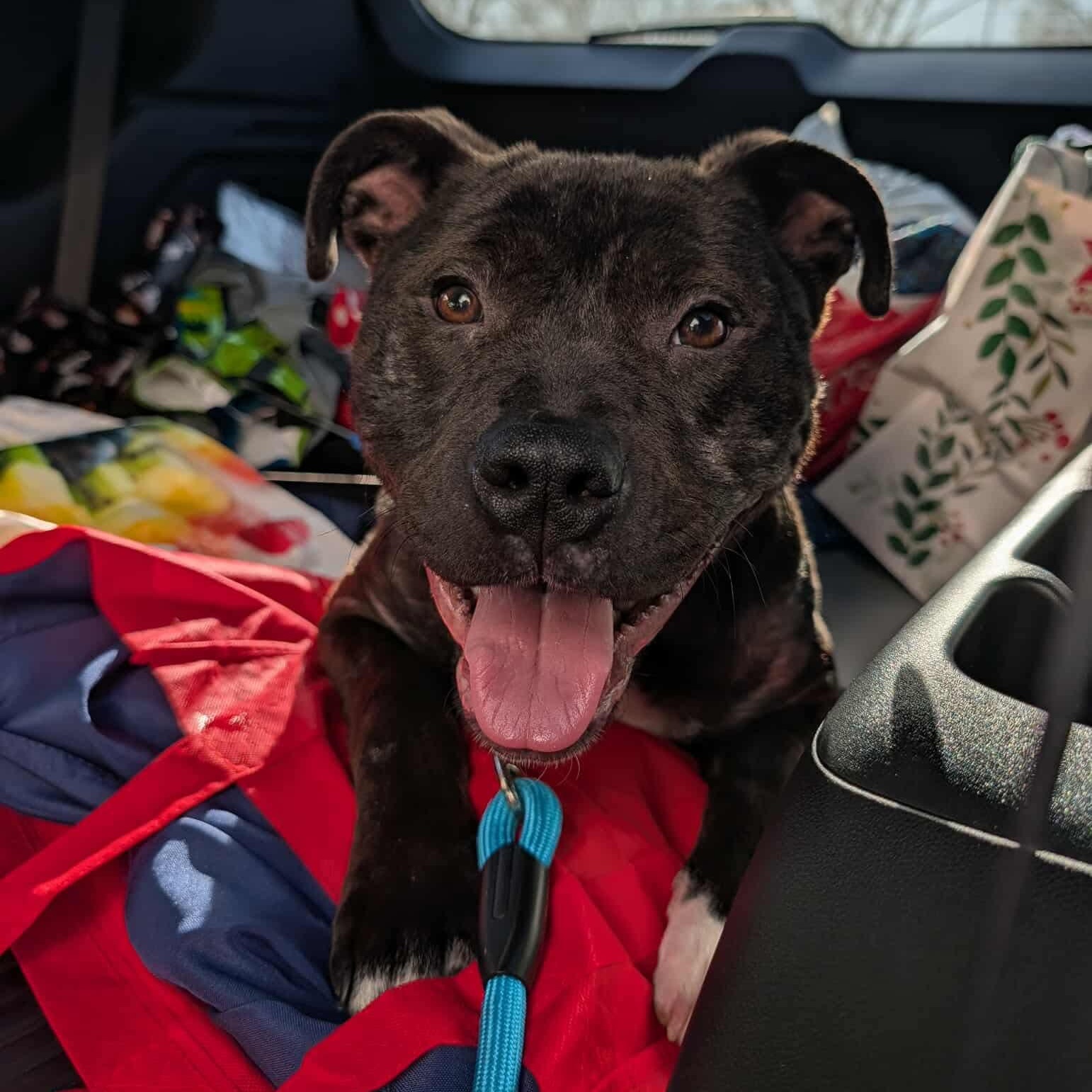 Enlarge Gigi , a ADOPTABLE mixed breed in Westland, MI image 1/5