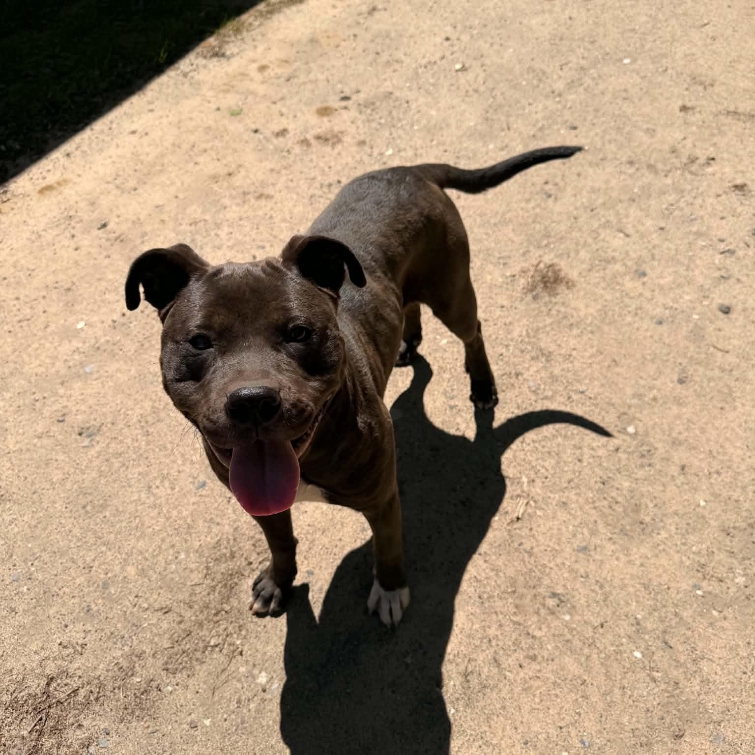 Gigi , an adopted mixed breed in Westland, MI image 4/6