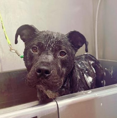 Enlarge Gigi , a ADOPTABLE mixed breed in Westland, MI image 2/5