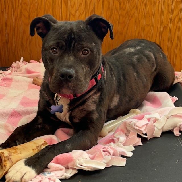 Enlarge Gigi , a ADOPTABLE mixed breed in Westland, MI image 4/5