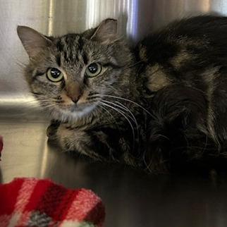 Bagel, Adoptable, Adult Female Domestic Medium Hair.