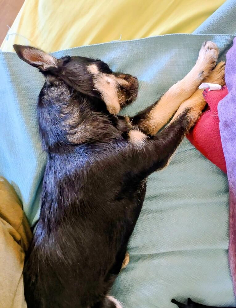 Sissy, Adoptable, Young Female Chihuahua & Mixed Breed.