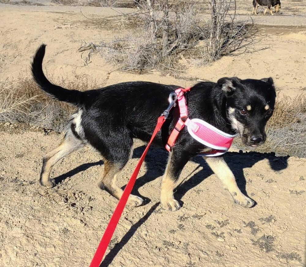 Enlarge Sissy, a Adoptable mixed breed image 3/6