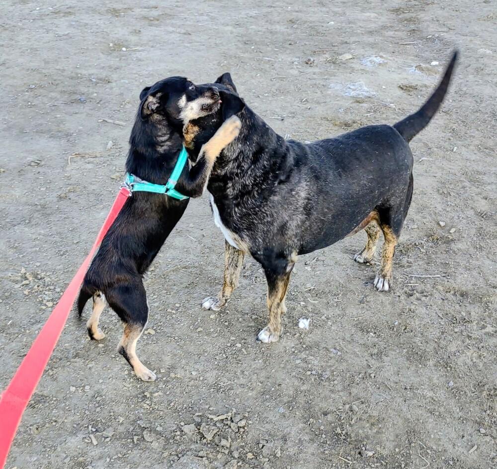 Enlarge Sissy, a Adoptable mixed breed image 4/6