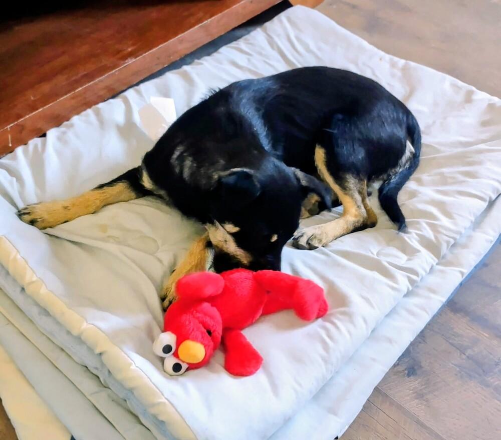 Enlarge Sissy, a Adoptable mixed breed image 5/6