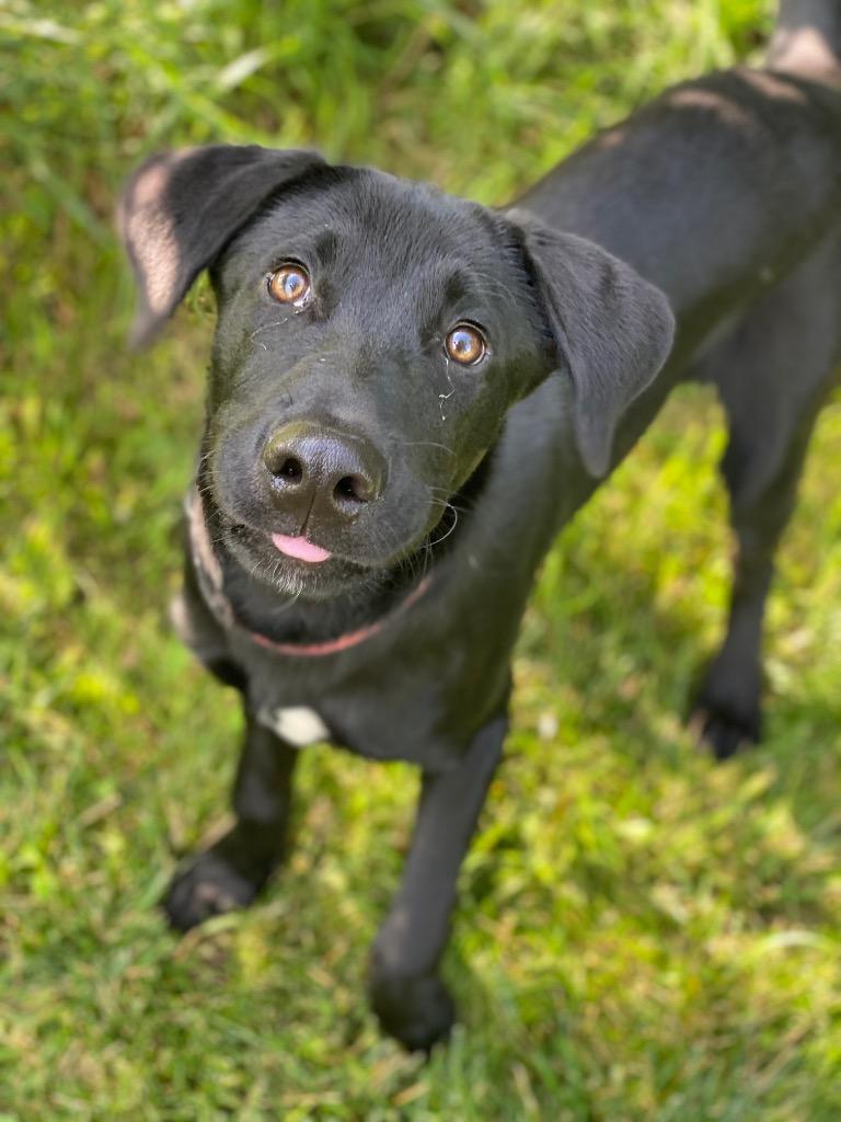 Luka, Adoptable, Puppy Male Labrador Retriever.