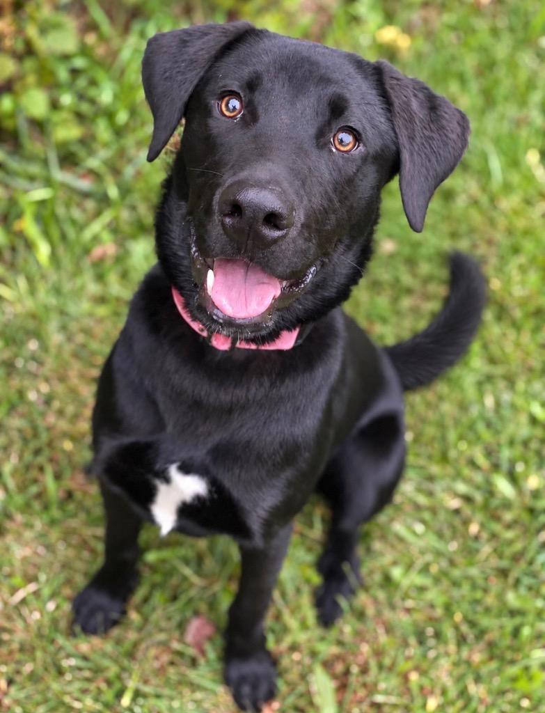 Enlarge Luka, a Adoptable Labrador Retriever in Decorah, IA image 2/5