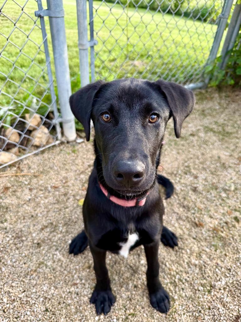 Enlarge Luka, a Adoptable Labrador Retriever in Decorah, IA image 2/4