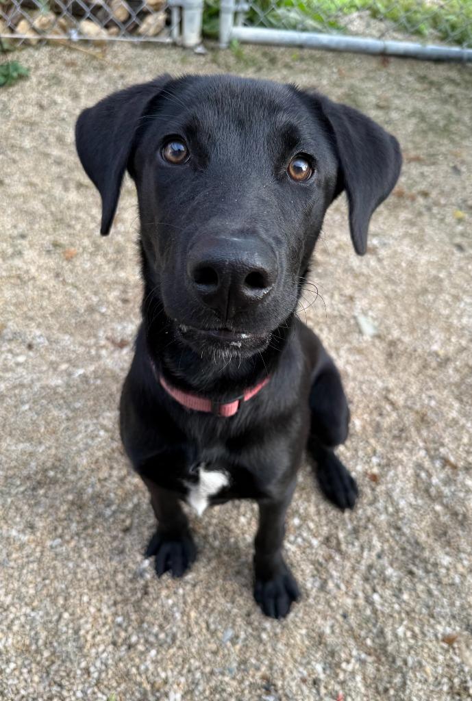 Enlarge Luka, a Adoptable Labrador Retriever in Decorah, IA image 3/4