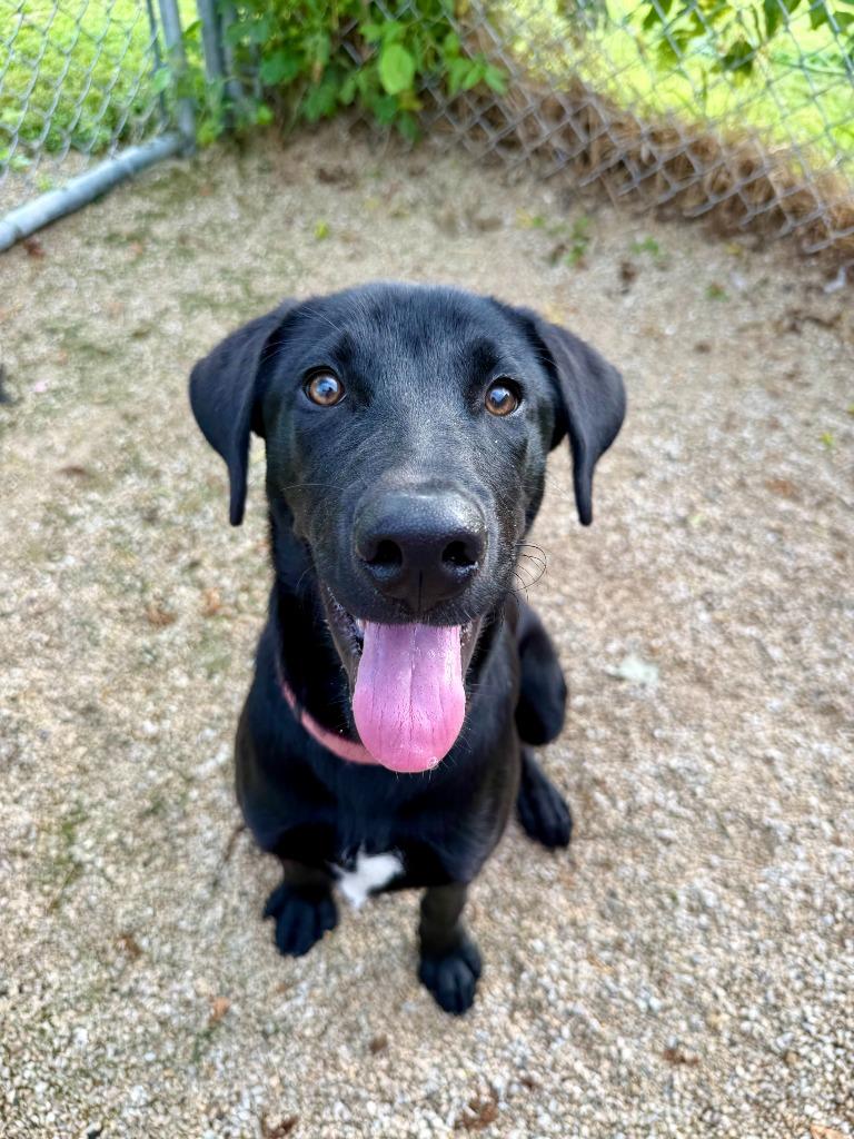 Enlarge Luka, a Adoptable Labrador Retriever in Decorah, IA image 4/4