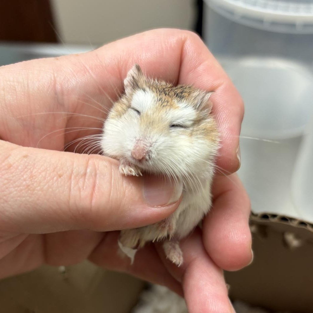 Turkey, a Adoptable Dwarf Hamster in Minneapolis, MN image 1/3