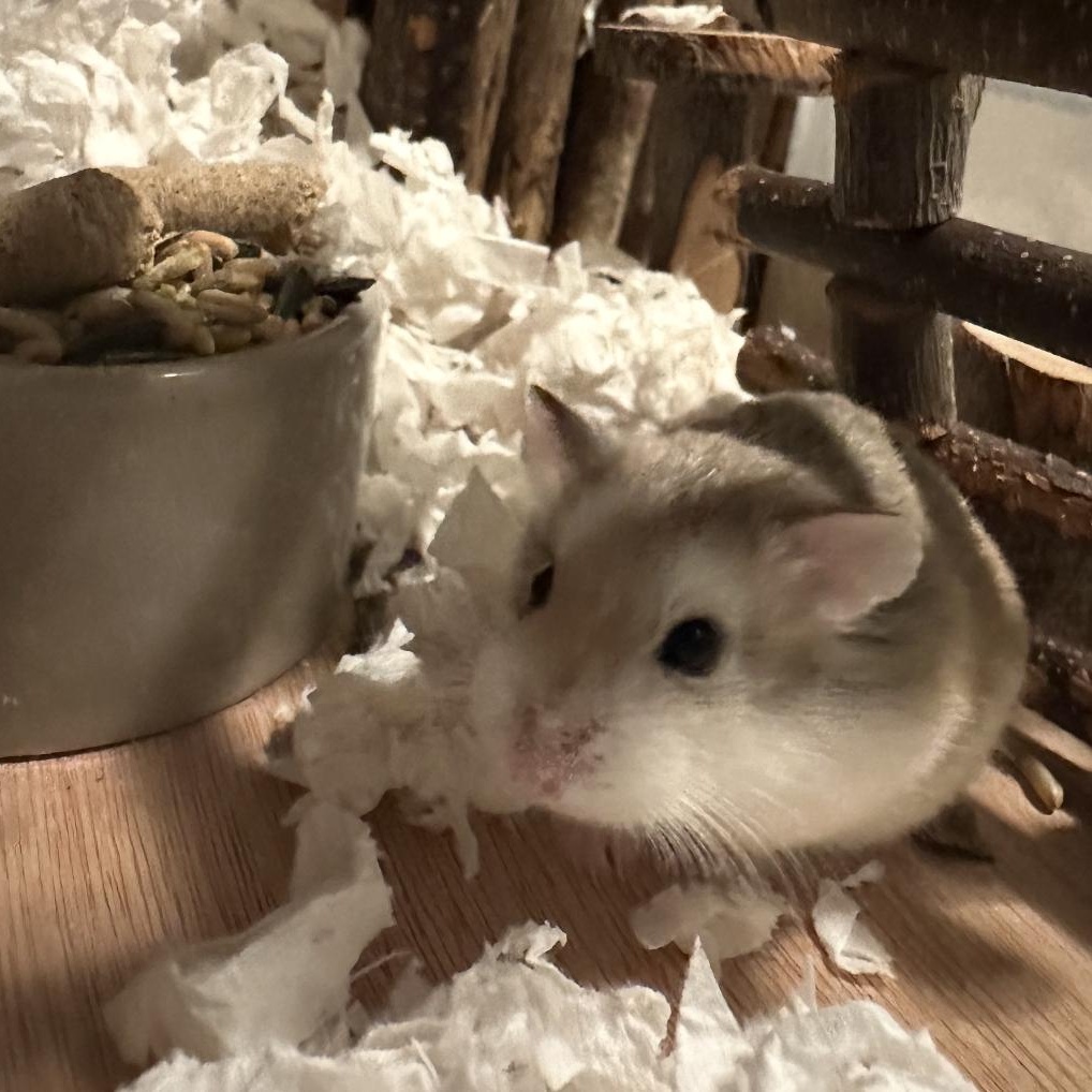 Turkey, a Adoptable Dwarf Hamster in Minneapolis, MN image 3/3