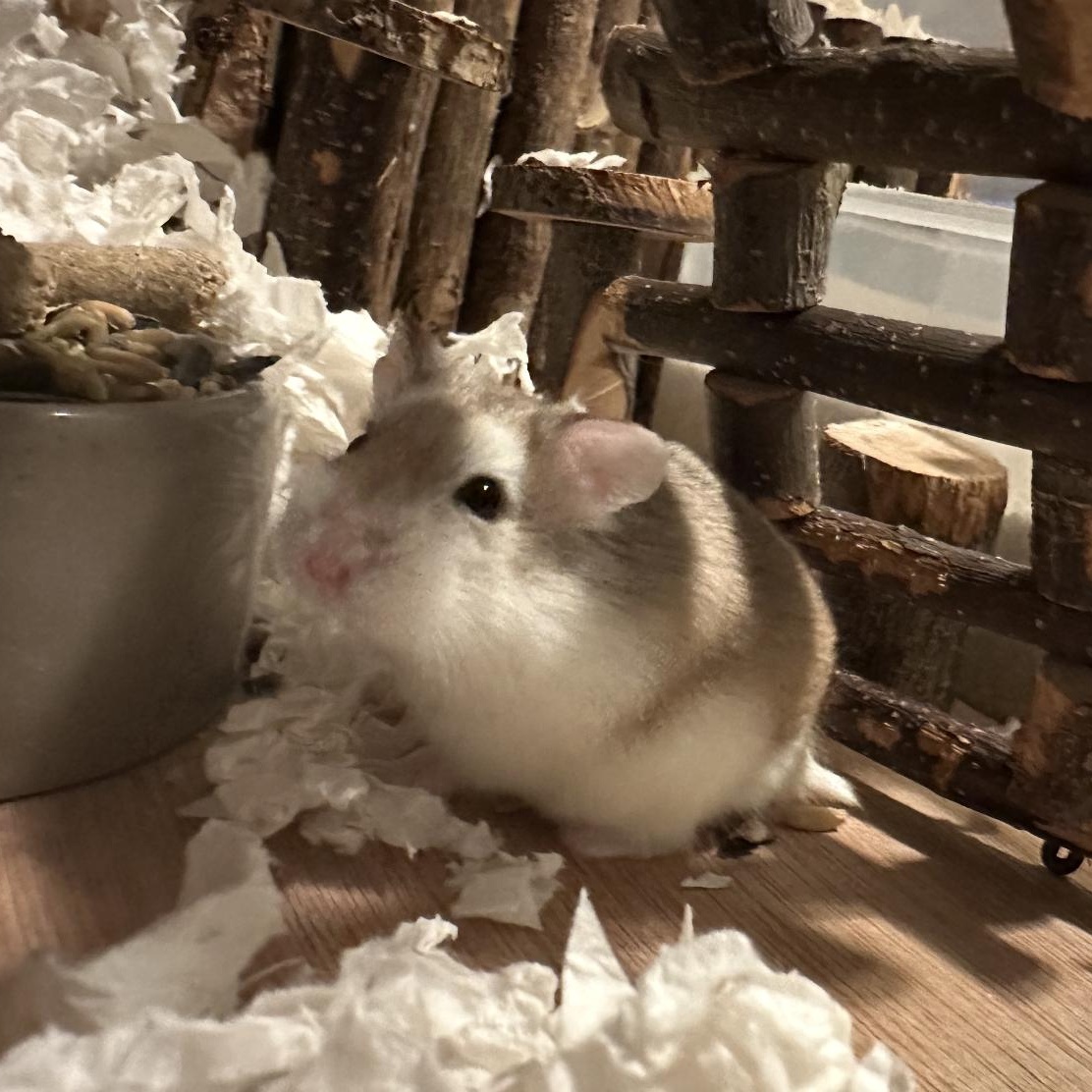 Turkey, a Adoptable Dwarf Hamster in Minneapolis, MN image 2/3