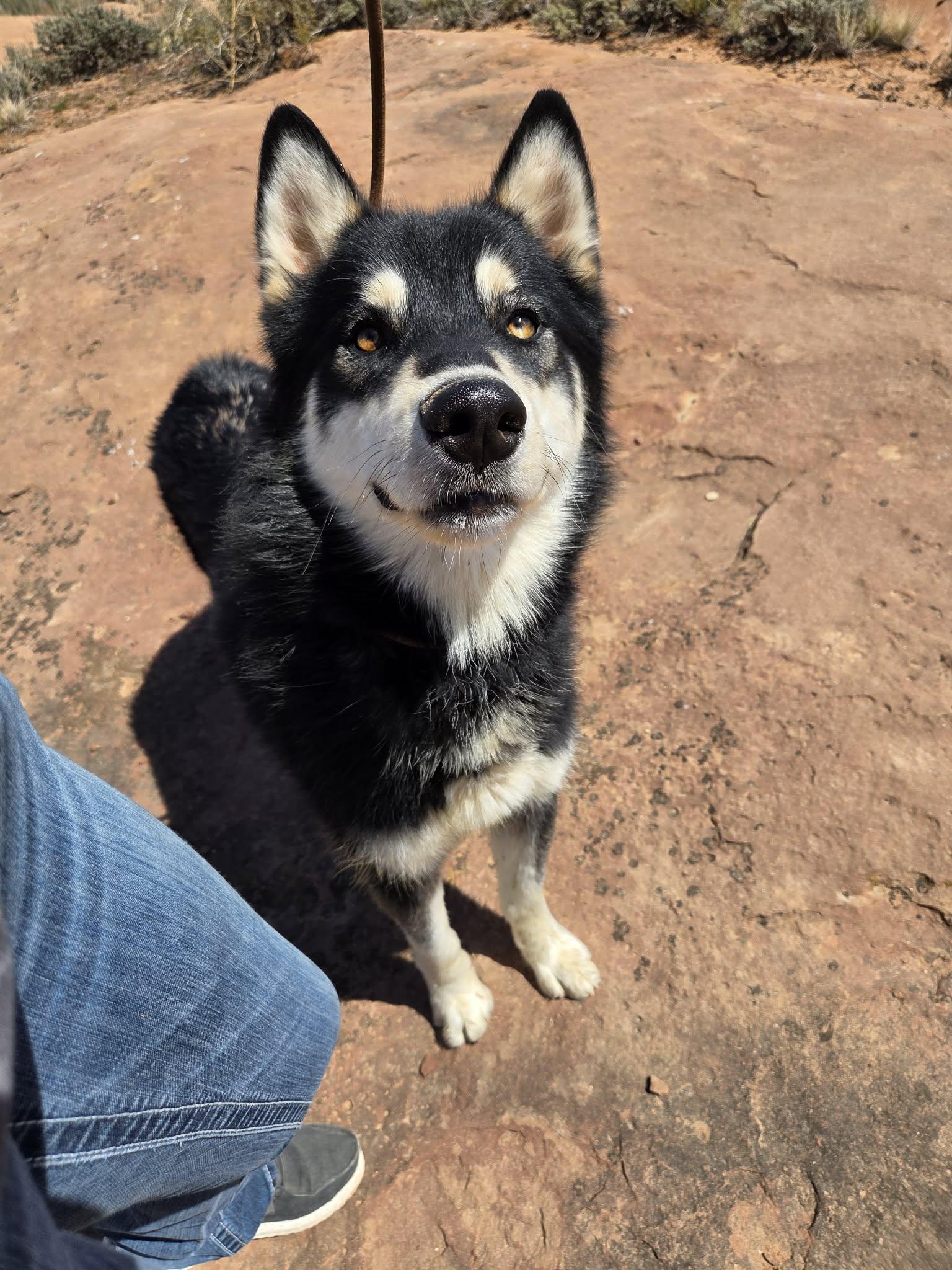Titan, ADOPTABLE, Adult Male Husky.