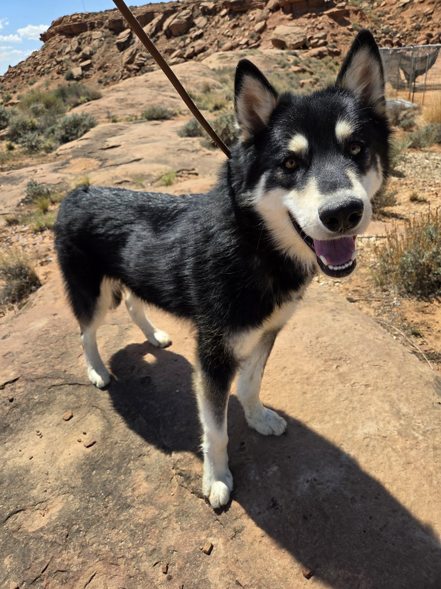 Enlarge Titan, a ADOPTABLE Husky in Roosevelt, UT image 3/4
