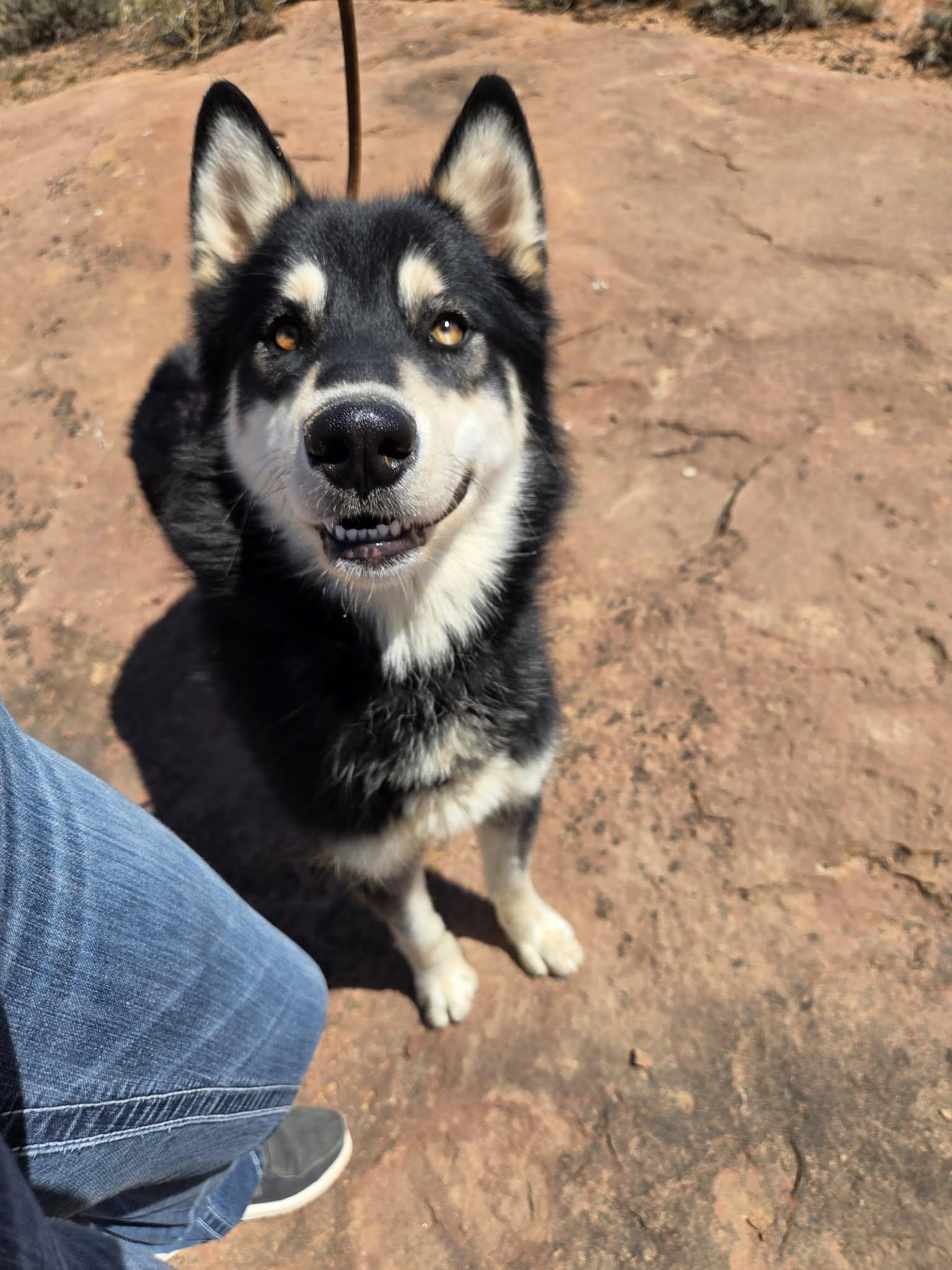 Enlarge Titan, a ADOPTABLE Husky in Roosevelt, UT image 4/4